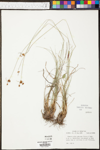 Fimbristylis puberula image