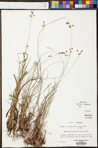 Fimbristylis puberula image