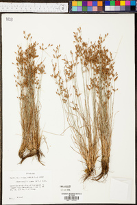 Fimbristylis annua image