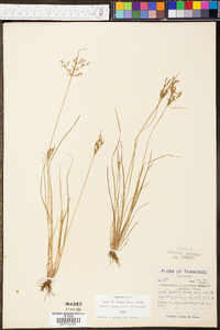 Fimbristylis mucronulata image