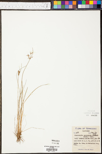 Fimbristylis mucronulata image