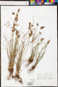 Fimbristylis dichotoma image