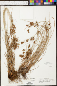 Fimbristylis dichotoma image