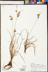 Fimbristylis dichotoma image