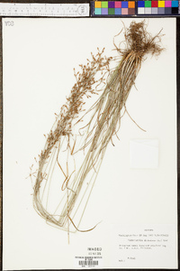 Fimbristylis dichotoma image