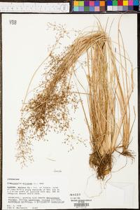 Fimbristylis miliacea image