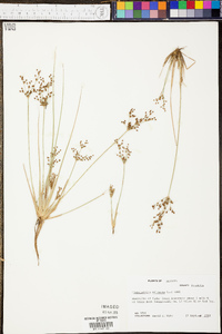 Fimbristylis miliacea image