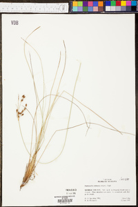 Fimbristylis castanea image