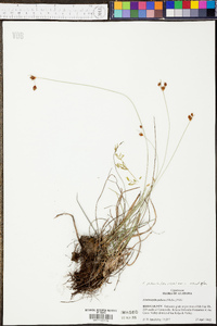 Fimbristylis puberula image