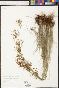 Fimbristylis puberula image