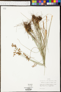 Fimbristylis puberula image