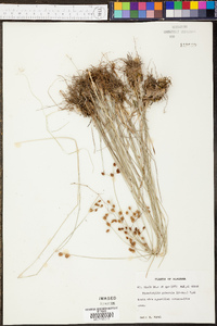 Fimbristylis puberula image