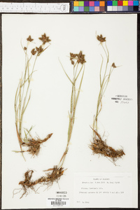 Fuirena breviseta image