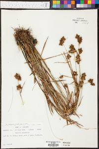 Fuirena breviseta image