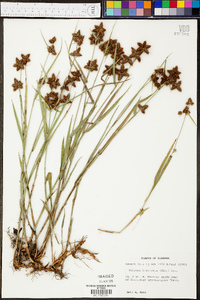 Fuirena breviseta image