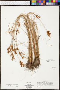 Fimbristylis tomentosa image