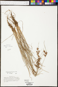 Fimbristylis tomentosa image