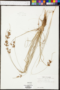 Fimbristylis tomentosa image