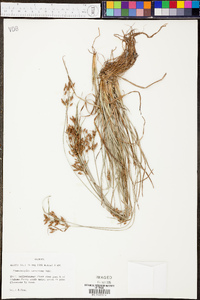 Fimbristylis tomentosa image