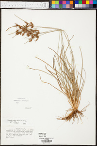 Fimbristylis tomentosa image