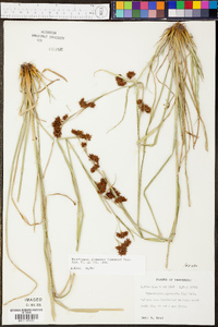 Rhynchospora glomerata image