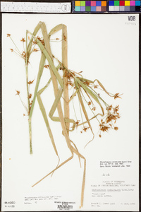 Rhynchospora corniculata image