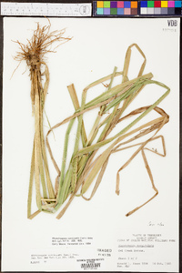 Rhynchospora corniculata image