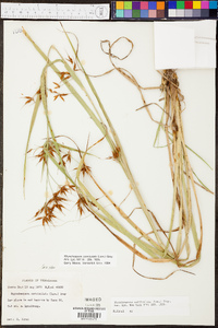Rhynchospora corniculata image