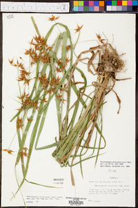 Rhynchospora corniculata image