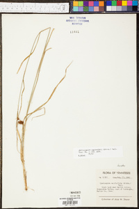 Rhynchospora capitellata image