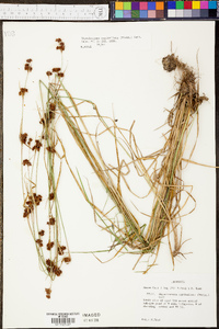 Rhynchospora capitellata image