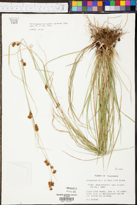 Rhynchospora capitellata image