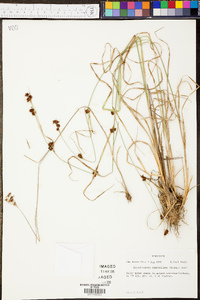 Rhynchospora capitellata image