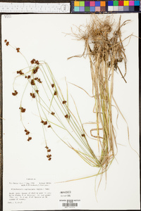 Rhynchospora capitellata image