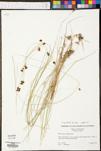 Rhynchospora capitellata image