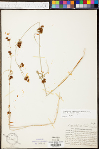 Rhynchospora capitellata image