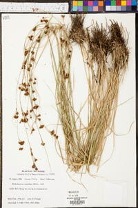 Rhynchospora capitellata image