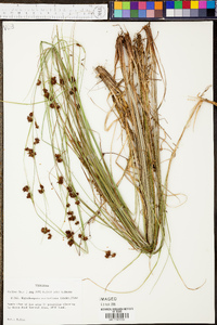 Rhynchospora capitellata image