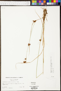 Rhynchospora capitellata image