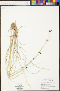 Rhynchospora capitellata image