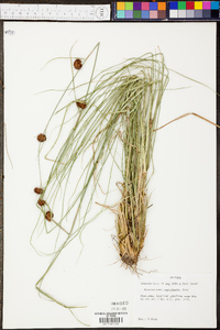 Rhynchospora cephalantha image