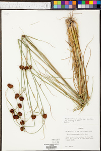 Rhynchospora cephalantha image