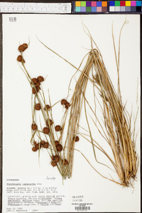 Rhynchospora cephalantha image