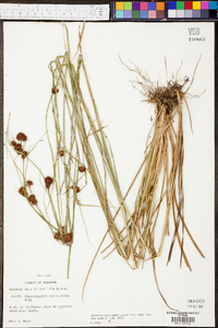 Rhynchospora cephalantha image