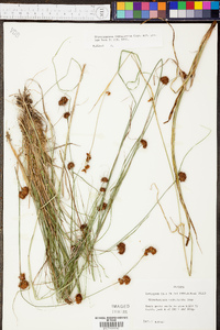 Rhynchospora cephalantha image