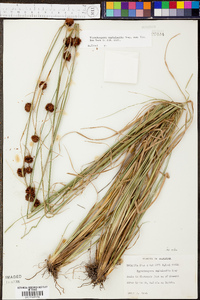 Rhynchospora cephalantha image