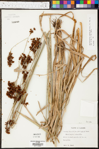 Rhynchospora caduca image