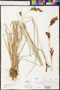 Rhynchospora caduca image