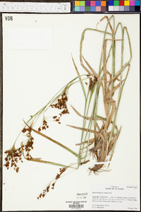 Rhynchospora caduca image