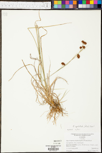 Rhynchospora capitellata image